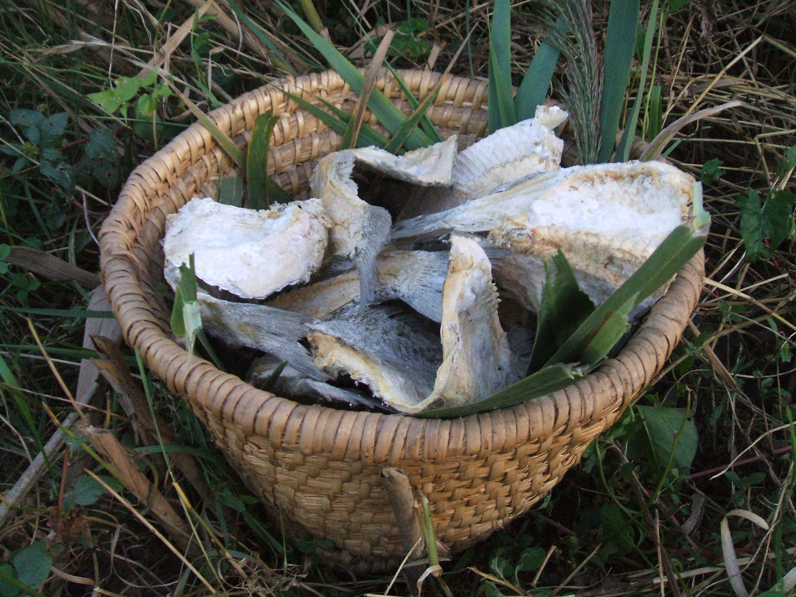 A szárított hal - biltong